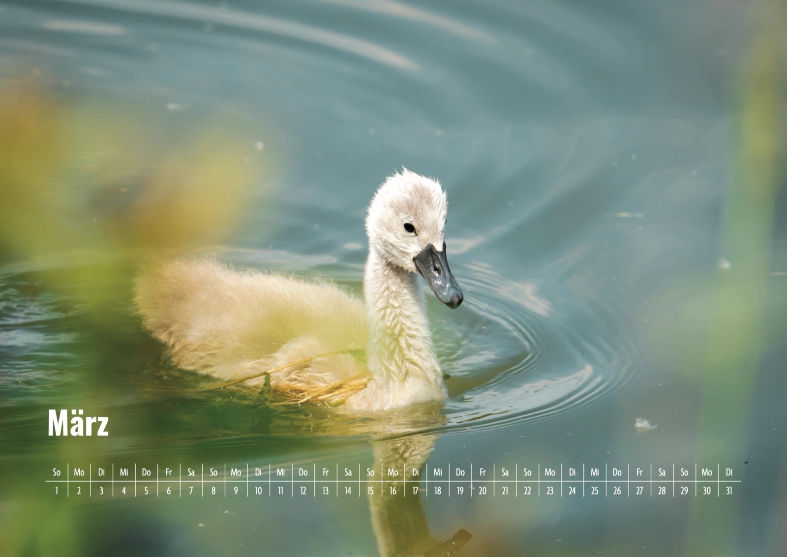 Kalenderblatt März 2026: ein junger Schwan schwimmt im Wasser